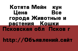 Котята Мейн - кун › Цена ­ 19 000 - Все города Животные и растения » Кошки   . Псковская обл.,Псков г.